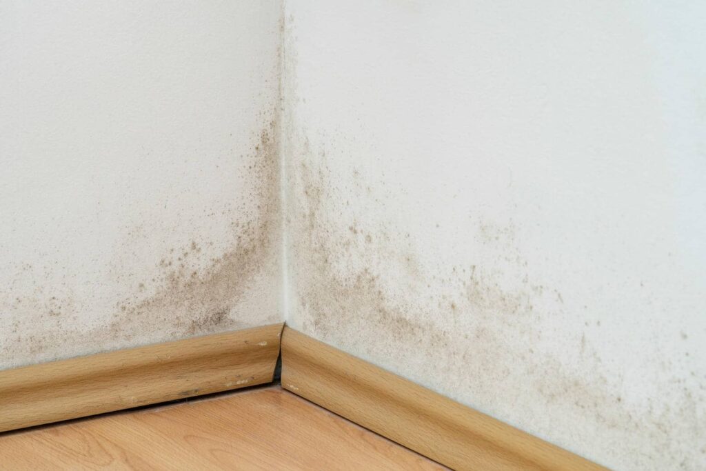 Top Techniques for Mold Cleanup After Flooding
