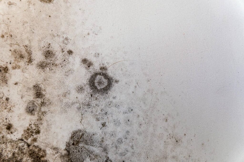 Your Step-by-Step Guide to Removing Black Fungi